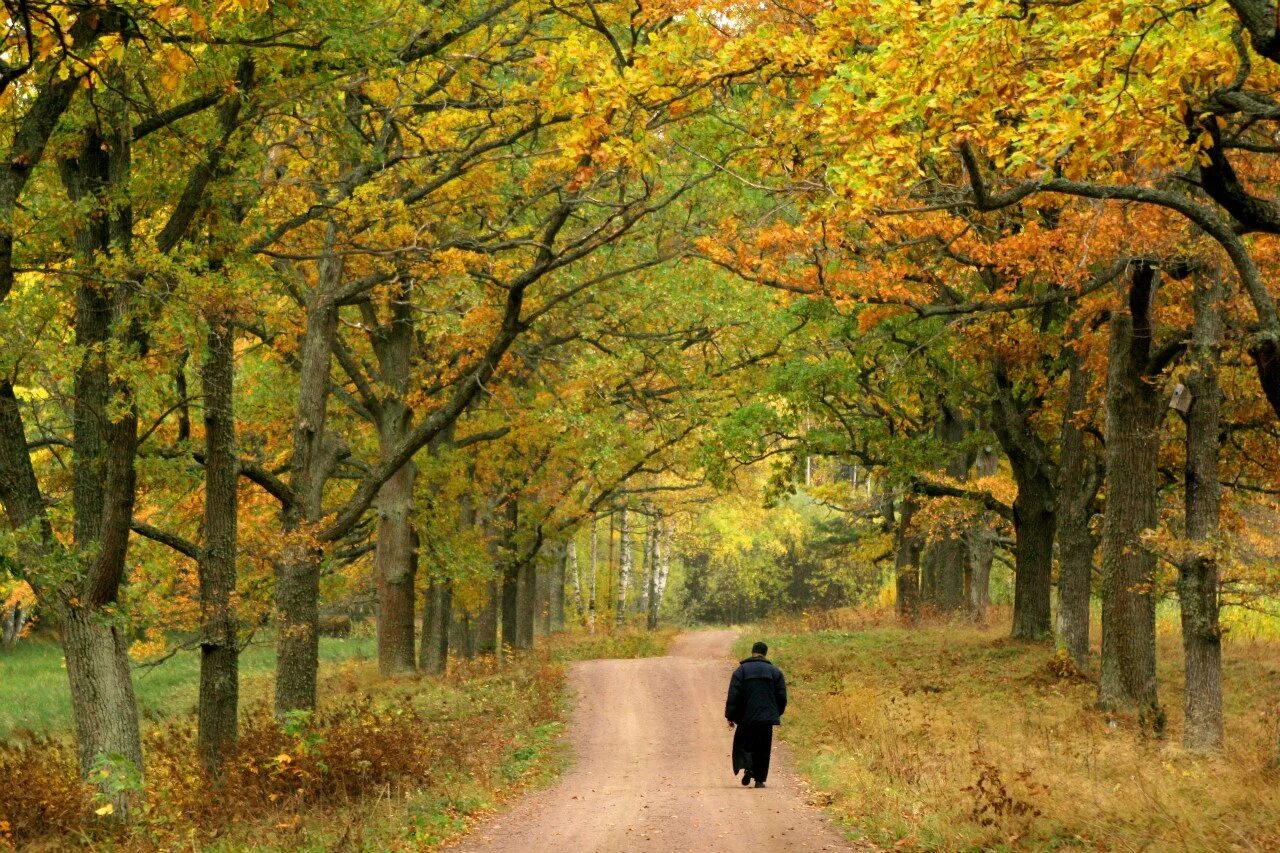Осенняя фотосессия. Осень раздумья. Утро осень. Раздумье осень. Пустошь это лес.