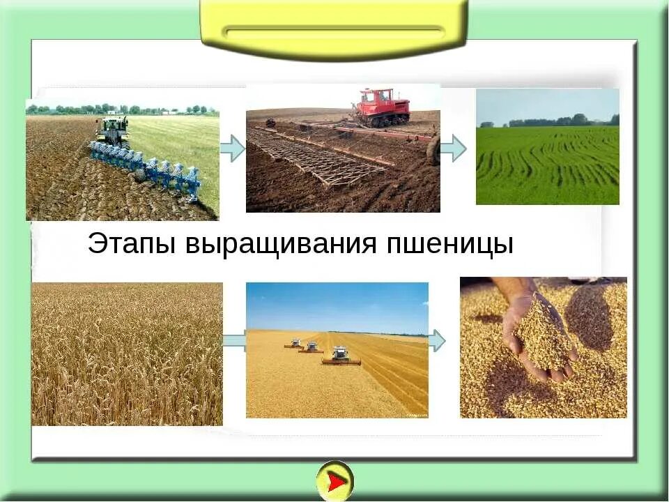 Этапы обработки полей. Этапы возделывания зерновых культур. Выращивание хлеба. Выращивают хлеб. Этапы посадки пшеницы.