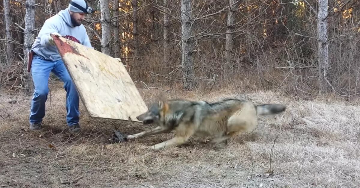 Догнал волка