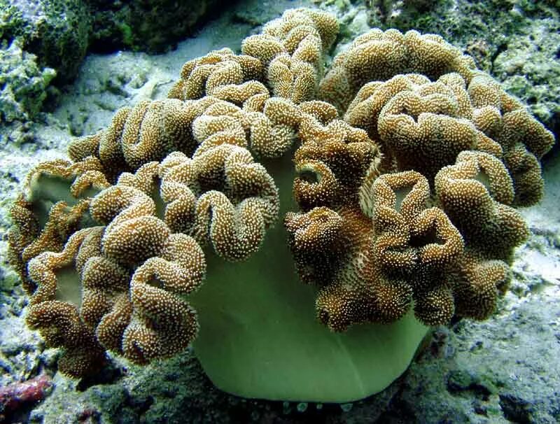 Coral 7. Трубчатые кораллы. Кораллы в Египте. Морские лилии. Морская Лилия фото.