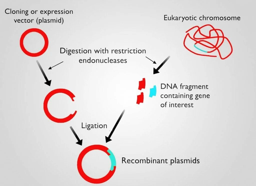 Очистка плазмид. Recombinant DNA. Recombination of DNA. Рекомбинантная плазмида. Вектор экспрессии.