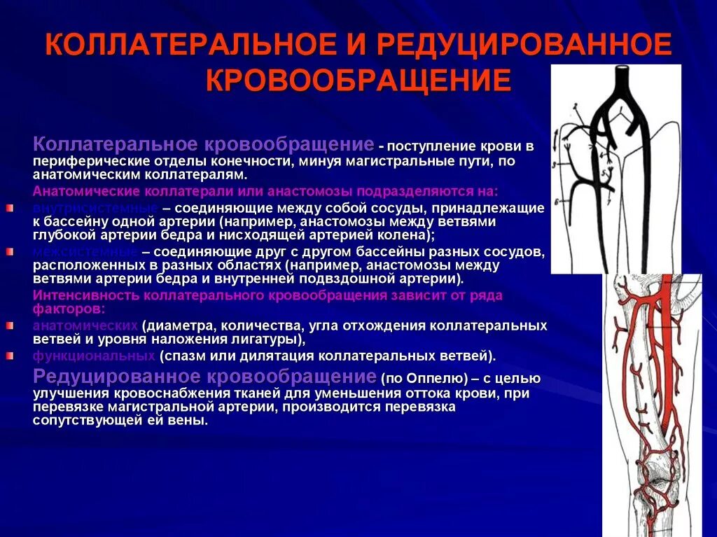 Бедренная перевязка. Коллатеральное кровообращение нижней конечности. Коллатеральные сосуды и анастомозы. Коллатеральный кровоток в артериях нижних конечностей. Понятие о коллатеральном кровообращении.