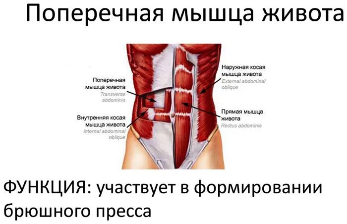 Поперечная живота. Мышцы живота. Поперечная мышца живота функции. Пресс мышцы живота.