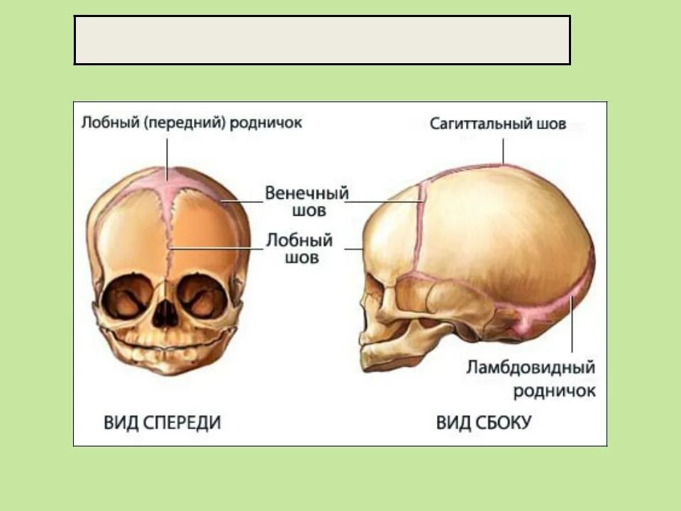 Соединения костей черепа. Возрастные особенности костей черепа.. Швы и роднички черепа анатомия. Лобная кость анатомия швы черепа. Кости и швы черепа новорожденного. Кости родничков