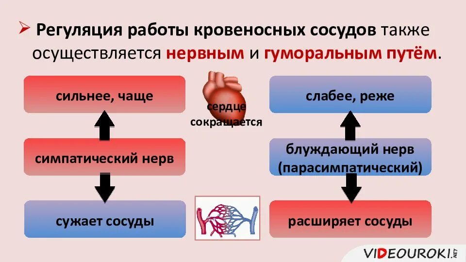 Ментальная регуляция. Регуляция сердечной деятельности биология 8 класс. регуляция работы сердца и кровеносных сосудов. регуляция работы сердца схема. регуляция работы сердца и кровеносных.