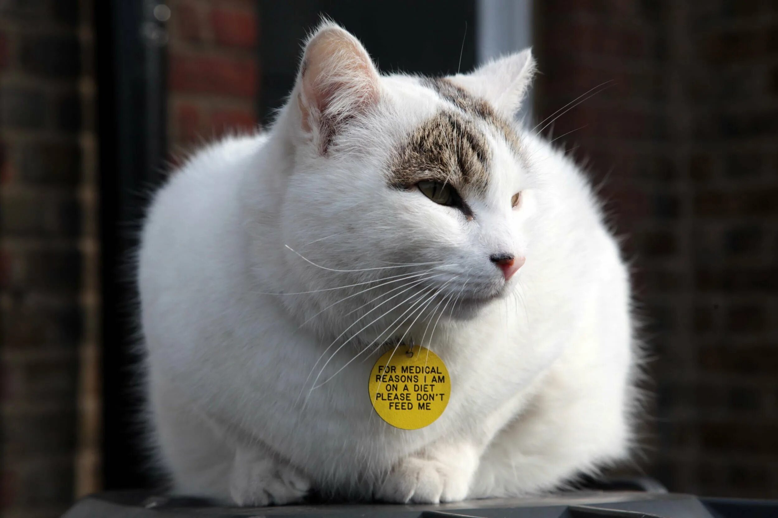 Feed me cat. Толстый кот на итальянском. fat cat работа.