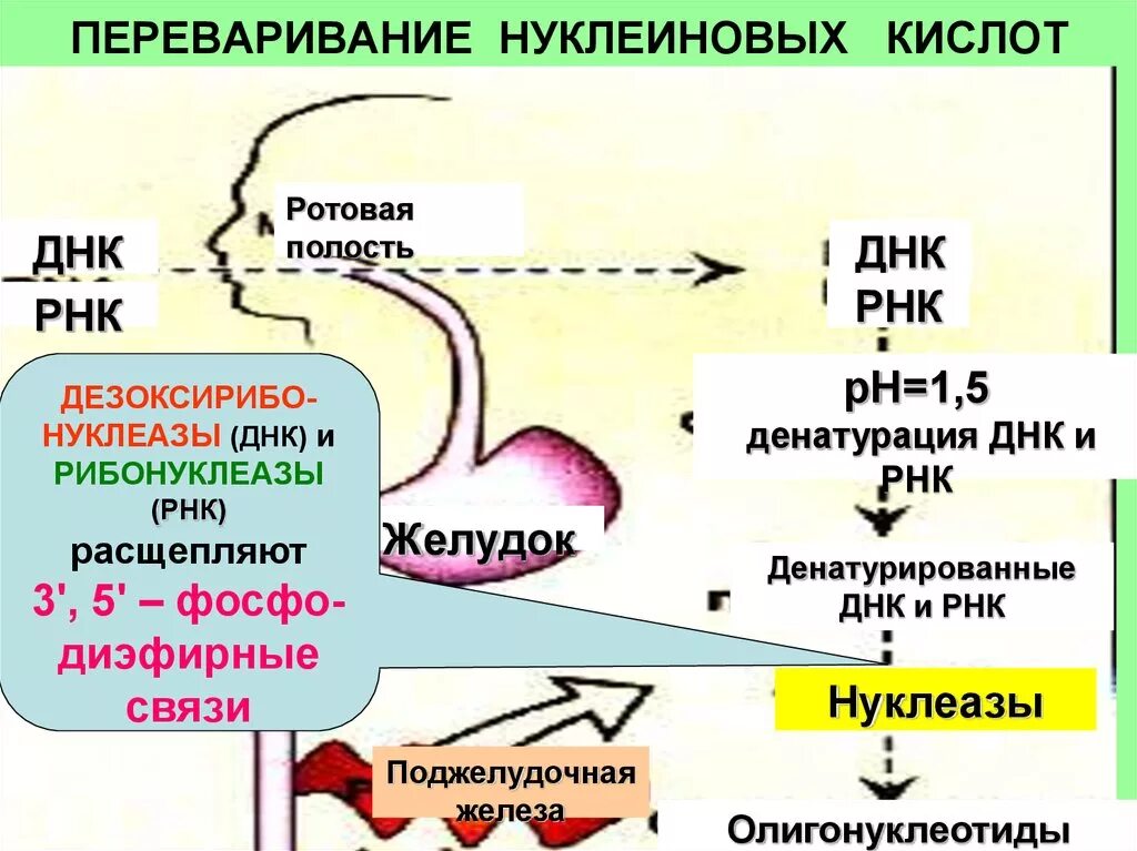 Ферменты расщепляющие днк. Схема переваривания нуклеопротеинов. Схема внутриклеточного обмена нуклеиновых кислот. Переварене нуклеиновых кислот. Переваривание нуклеиновых кислот.