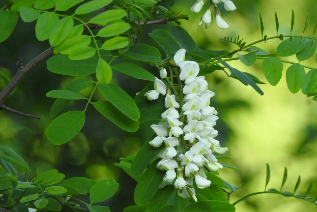 Акация беловатая. Акация белая (робиния псевдоакация) (robinia pseudoacacia). К какой группе относится белая акация. Акация белая характеристика растения. Робиния лжеакация в подмосковье.