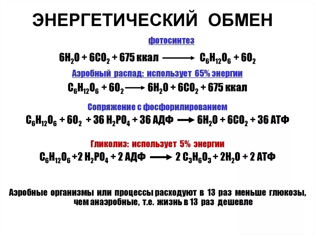 Обмен веществ стадии