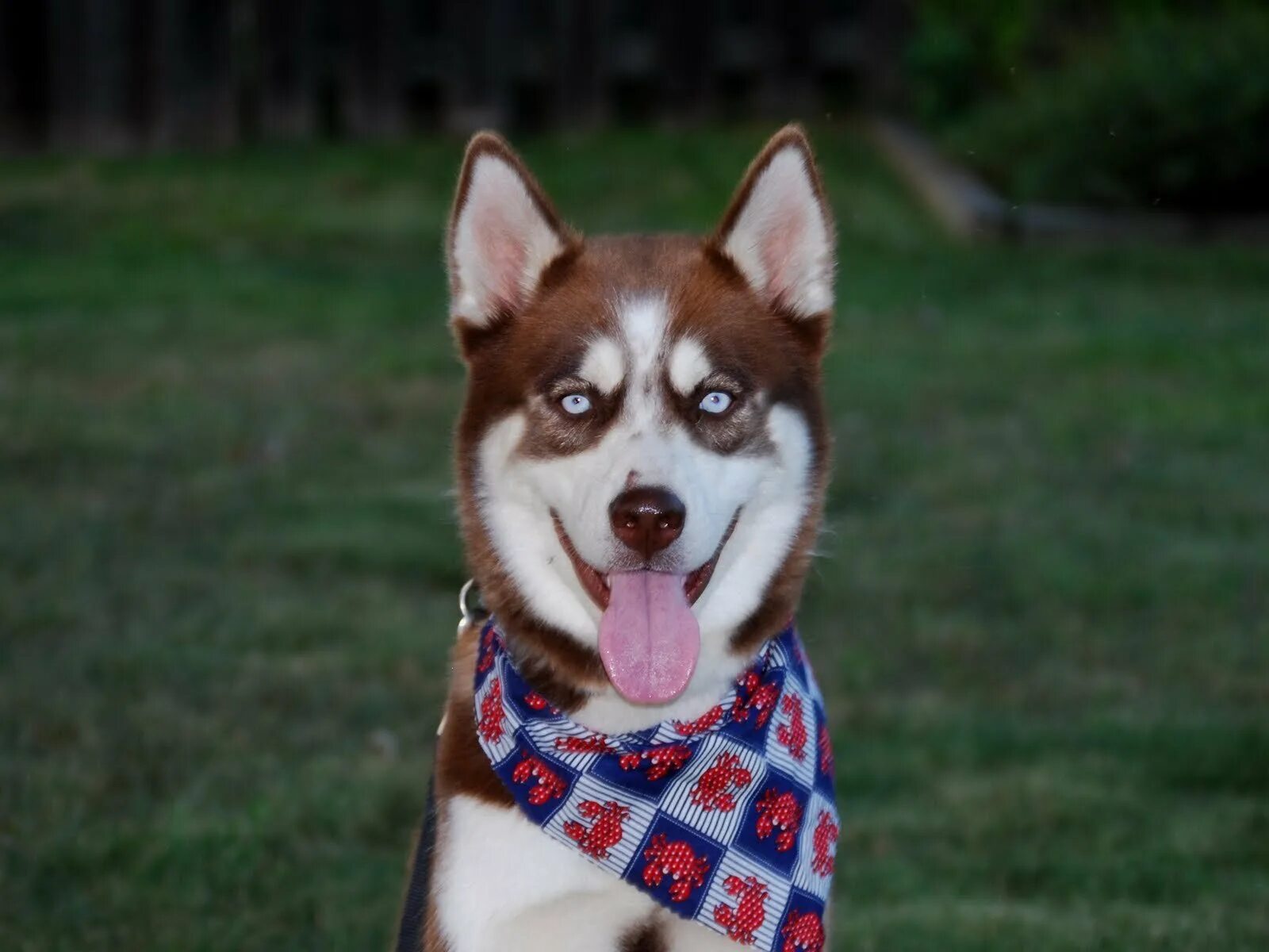 Хаски доги. Хаски гладкошерстные. Хаски улыбка. Smile хаски. Хаски на английском.