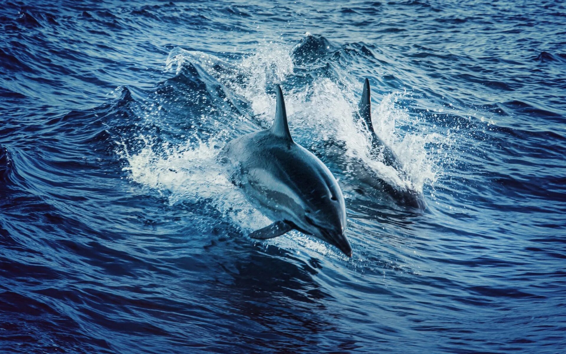 Слушать океан дельфин