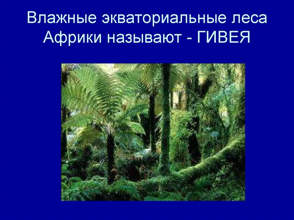 Растения и животные природной зоны экваториальные леса