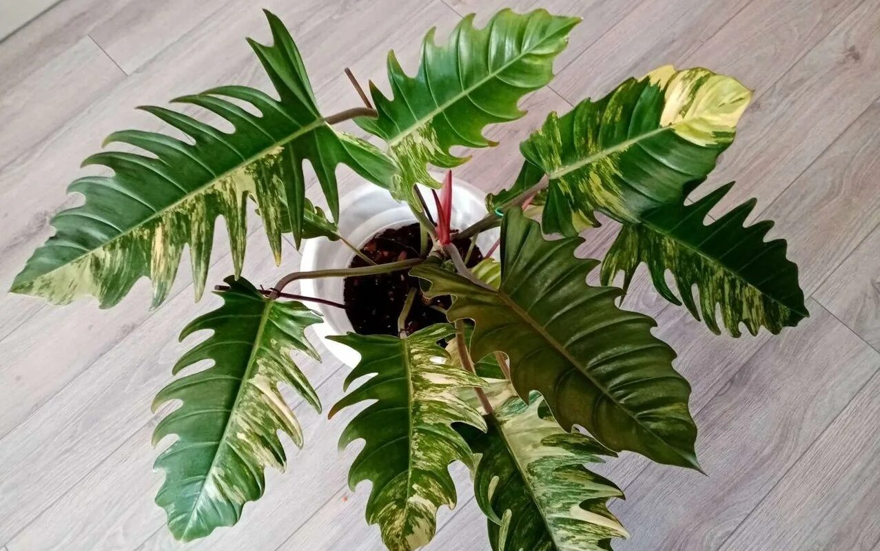 Филодендрон нэрроу. Филодендрон ред эмеральд вариегатный. Филодендрон карамель pluto. Филодендрон карамель марбл. Филодендрон крем.