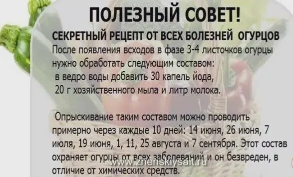 Капля йода на литр воды. Препараты для опрыскивания огурцов. Обработка от болезней огурца. Обработка огурцов от болезней народными средствами. Огурцы опрыскивание от болезней.