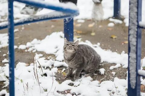 Когда будет пойдет снег