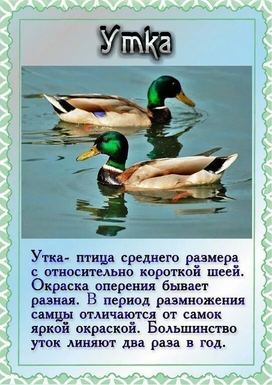 Кряква обыкновенная утка. Кряква обыкновенная утка. Про утки 1. Утка кряква перелётная птица. Кряква anas platyrhynchos.