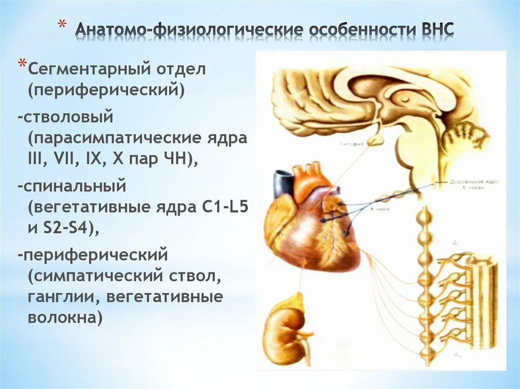 Особенности вегетативной нервной системы. Физиологические особенности ВНС. Афо вегетативной нервной системы. Анатомо-физиологические особенности.