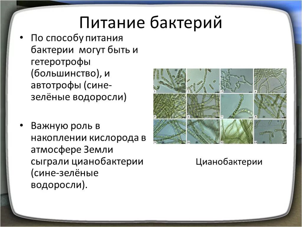 Питание бактерий цианобактерий. Способы питания бактерий. Способы питания микроорганизмов. Способы питания бактерий 6 класс. Важную роль накопления кислорода на земле сыграли