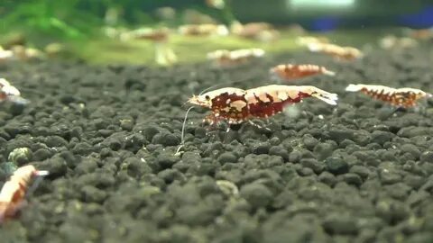 Minecraft gui shrimp s immersive