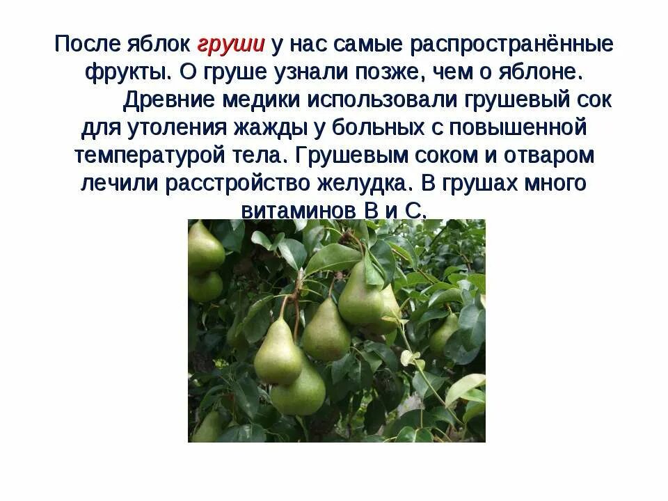 Стихотворение груша. Загадка про грушу. стих про грушу. стихотворение про грушу для детей. сообщение о груше.