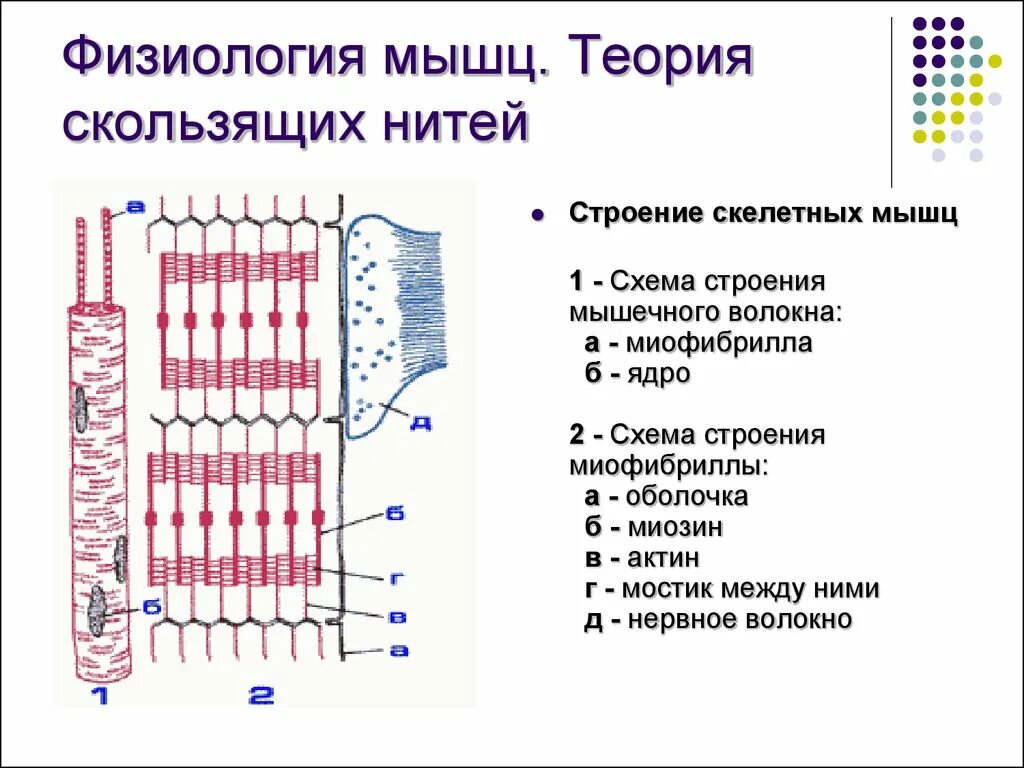 Каким номером на рисунке обозначена миофибрилла. Строение мышечного волокна физиология схема. Мышечное волокно теория скользящих нитей. Схема мышечного волокна рис 24. Строение скелетной мышцы физиология.