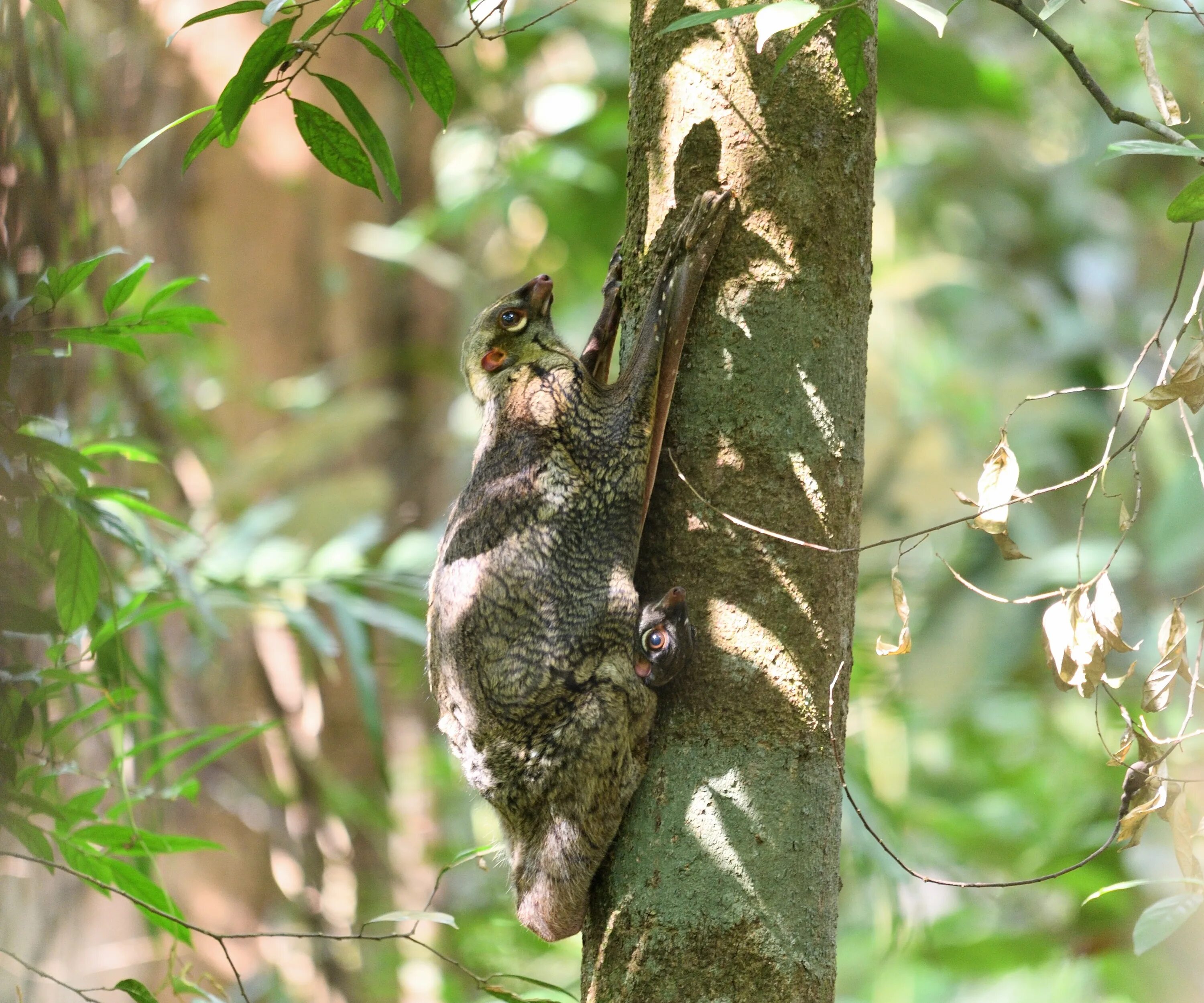 Зверек живущий на деревьях. Филиппинский кагуан. Филиппинский шерстокрыл. Шерстокрыл из тропических лесов Юго-Восточной Азии. Животные живущие на деревьях.