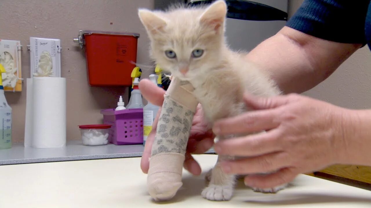 Saving a 7-Week-Old Kitten's Broken Leg - YouTube