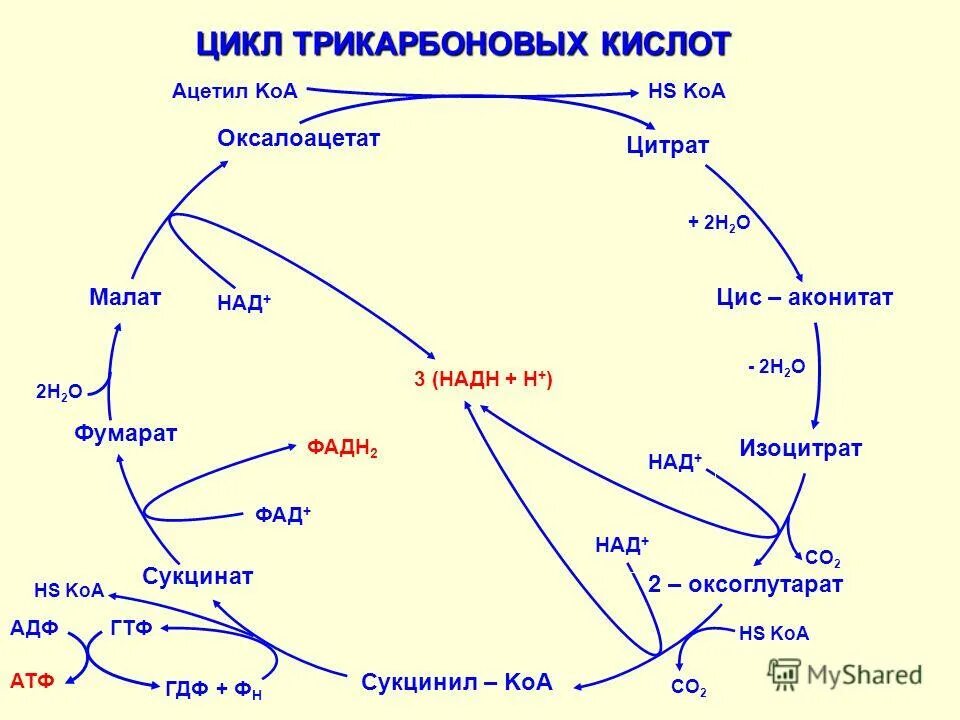 Цикл трикарбоновых кислот (ЦТК). Цикл трикарбоновых кислот биохимия Нельсон. Цикл трикарбоновых кислот биохимия. Цикл трикарбоновых кислот схема.