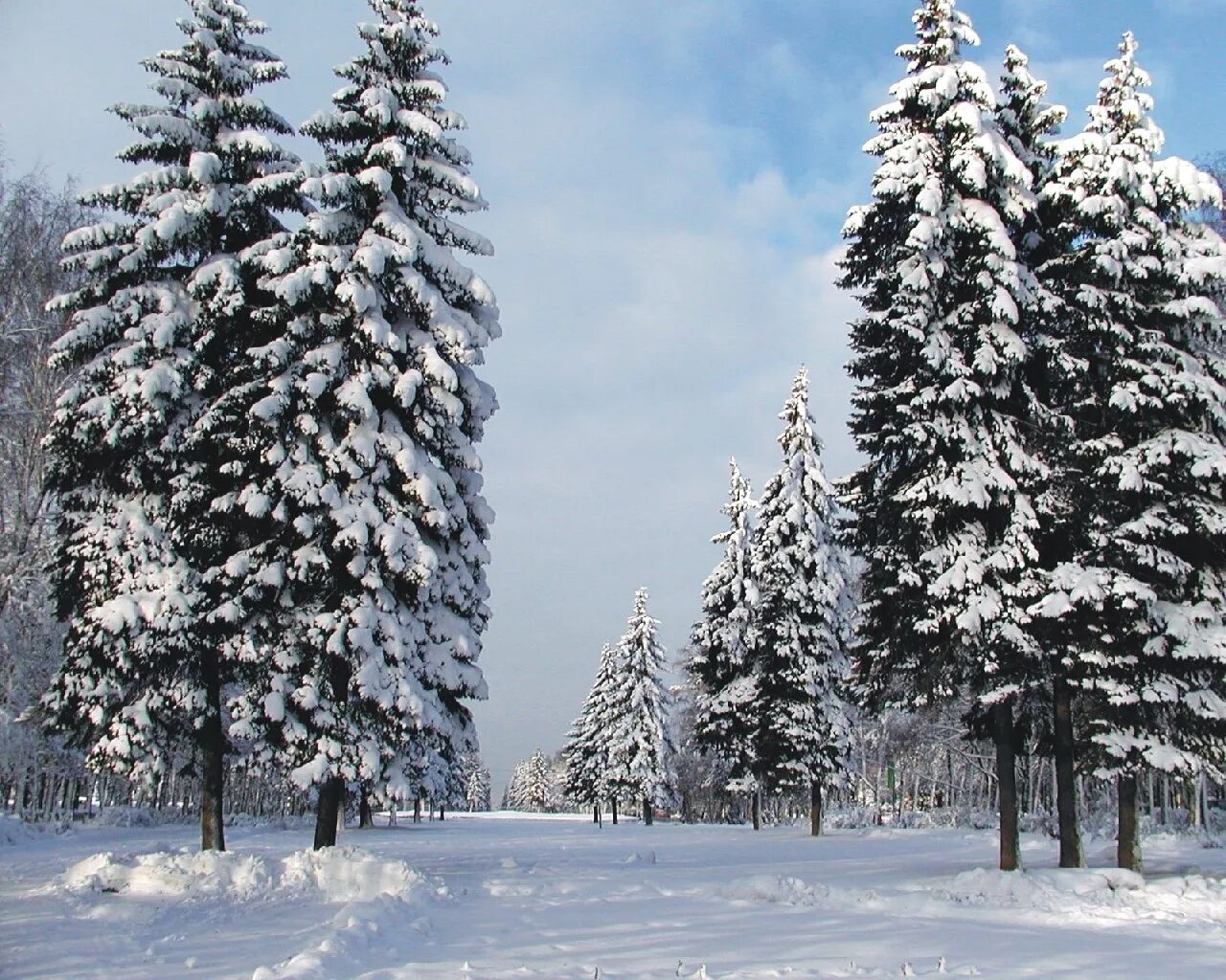 Где морозы и ели. Сосна зимой. Хвойные деревья в снегу. Сосны в снегу. Зимние ели.