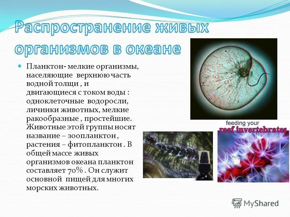 Границы распространения живых организмов в биосфере. Распространение жизни на земле. Живые организмы обитающие в биосфере. Закономерности распределения живых организмов на земле. Распространение живых организмов.