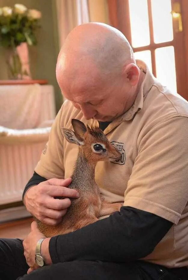 The Dik Dik Is Your New Favorite Mini Animal Dik dik, Worlds cutest animals, Che