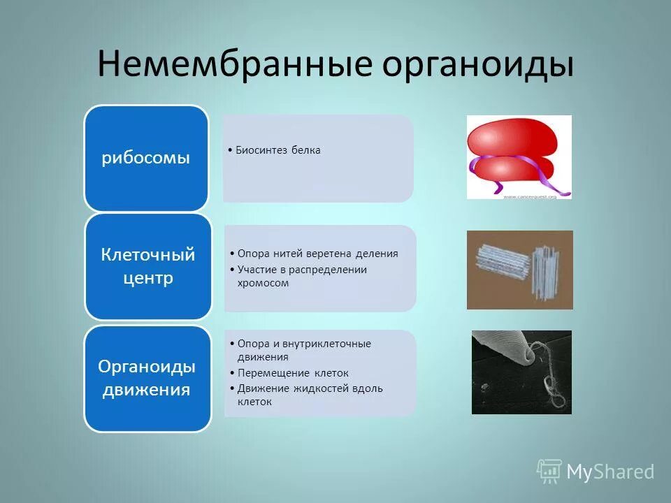 Органоид принимает участие в делении клетки