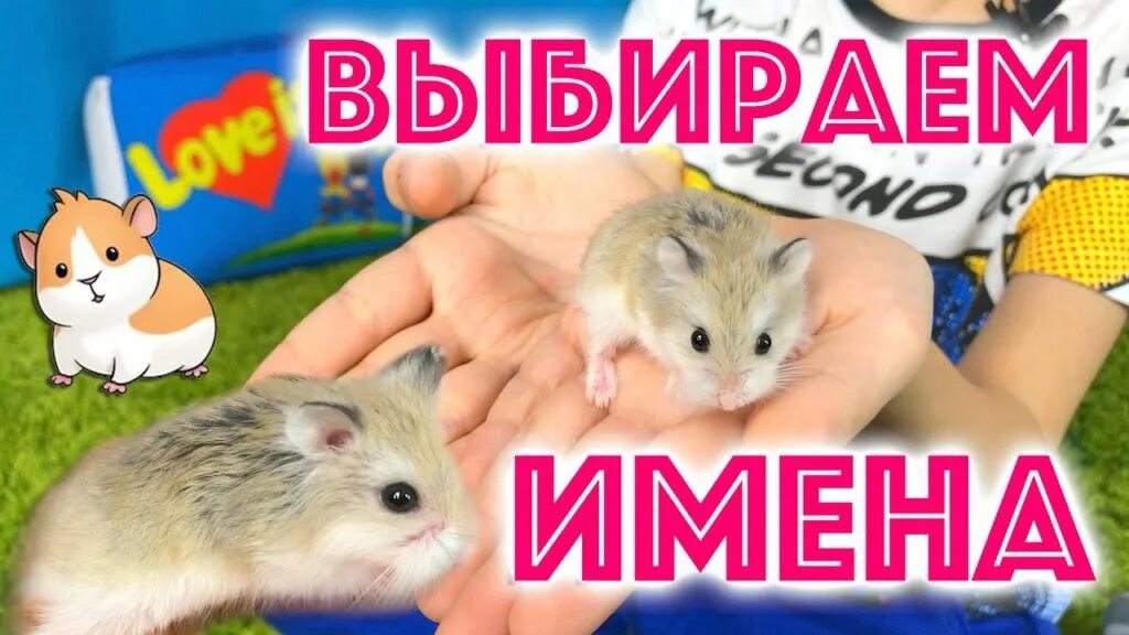 Как назвать хомяка мальчика и девочку. Имена для хомячков. имена для хомяков мальчиков. хомячьи имена. имена для хомячков мальчика и девочки.