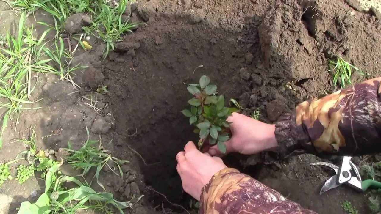 Посадка роз летом в открытый грунт. Высадка роз в открытый грунт. розы для высадки в грунт. посадка роз осенью в открытый грунт. грунт для роз.