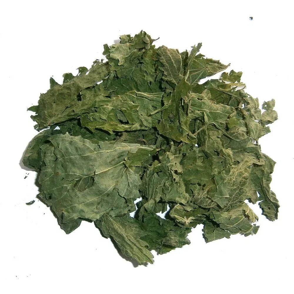 Крапива двудомная сырье. Софора толстоплодная сырье. Сухая крапива. Листья крапивы двудомной высушенные. Сырье крапивы.