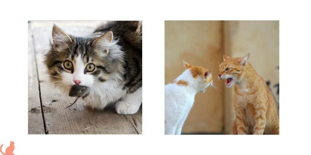 Как понять что у кота бешенство. Бывают ли кошки бешеными. атипичное бешенство у кошек. симптомы бешенства у кота.