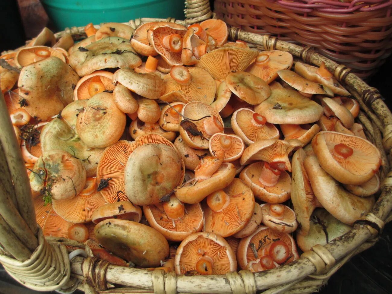 Рыжики грибы соленые. Соленые грибы рыжики и грузди. Млечник Рыжик гриб. Рыжики соленые холодным способом. Как приготовить рыжики