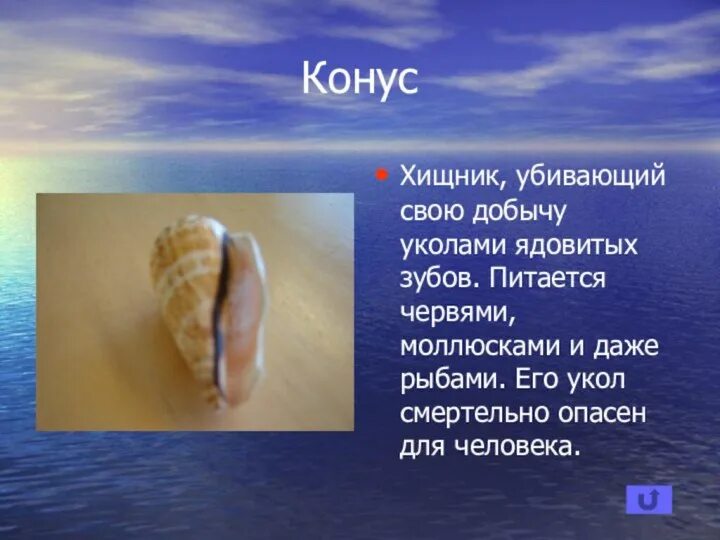 Загадки ракушки. Презентация на тему ракушки. Загадки ракушки. Описание морских обитателей для детей. Виды ракушек.