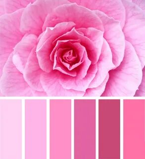 Цвет дамасской розы - 70 фото.