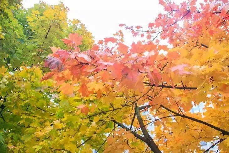 Жуковский ясная осень бабье лето. Осенний парк. Солнечного осеннего дня. Осенью. Красивая осень.
