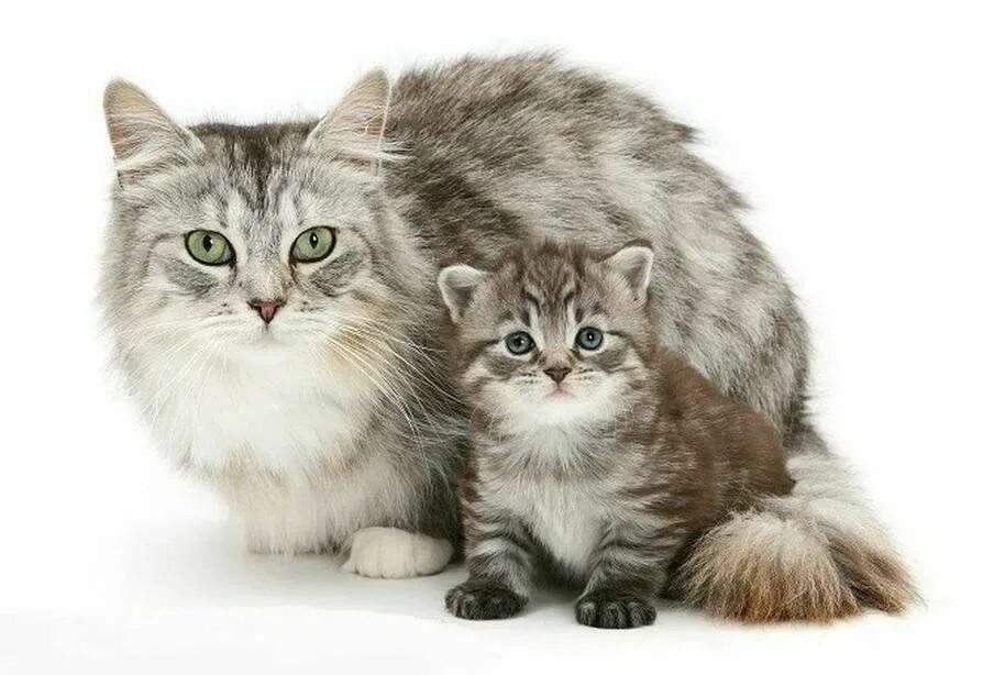 B T 2. U2. lesson 5.3, zwierzątka The cat has got a kitten Flashcards Quizlet