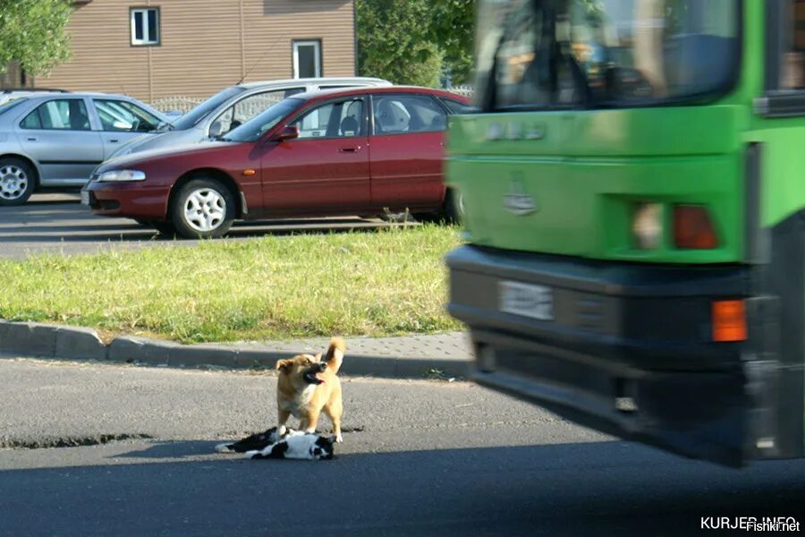 Сбитые кошки на дороге. Собака на дороге.