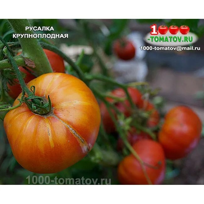 томат лежебок f1. семена помидор " сент пьер". томат русалочка. томат санька (евро-семена) 15шт. томат вифлеемский огонь.