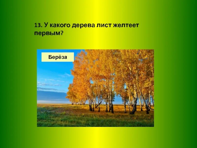 Листья каких деревьев желтеют. Какие деревья желтеют первыми. на каких деревьях листья желтеют первыми. у каких деревьев листья желтеют. какое дерево первое листья желтеют.
