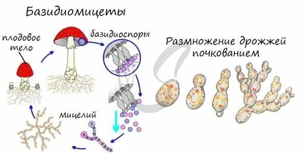 Размножение грибов мицелием. Цикл развития базидиальных грибов. Жизненный цикл грибов базидиомицетов. Цикл размножения базидиомицетов. Размножение базидиальных грибов.