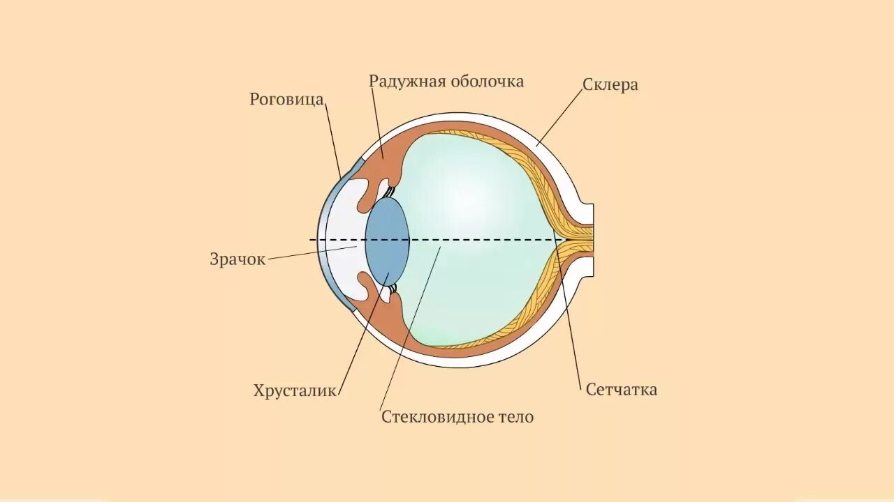 Глаз окружение. Строение глаза роговица радужка. Строение глаза зрачок роговица хрусталик. Строение глаза сетчатка роговица хрусталик. Строение глаза хрусталик и зрачок.