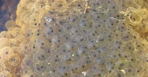 Икра в водоемах