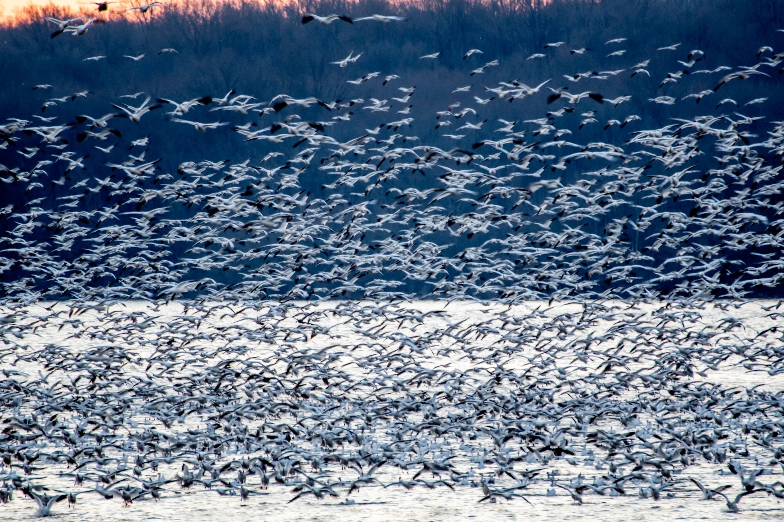 Migrate