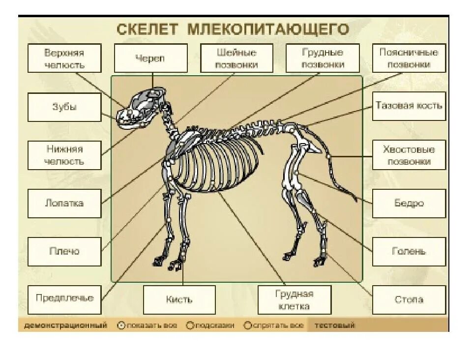 Какая опорно двигательная система у млекопитающих. Скелет млекопитающих анатомия. Опорно двигательная система млекопитающих схема. Кости скелета млекопитающих. Опорно двигательная система скелет собаки.