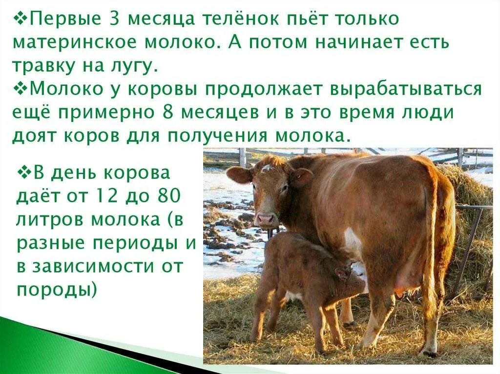 Корова молоко. Теленок пьет молоко у коровы. Когда корова дает молоко. Молочный корова сколько молока дает. Почему теленка назвали теленком